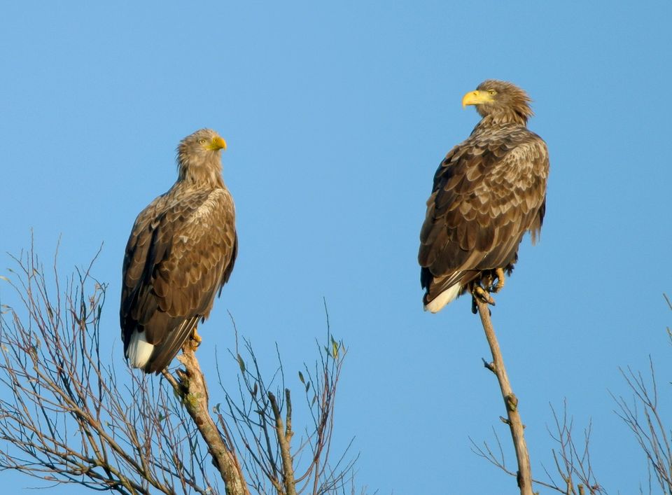 (c) Martijn de Jonge