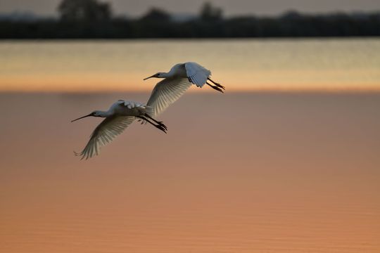 Lepelaars Wereld Trekvogeldag