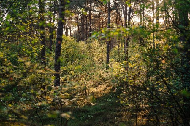 Een bos in Drenthe