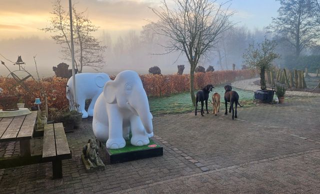 De eerste 2 olifanten staan er al