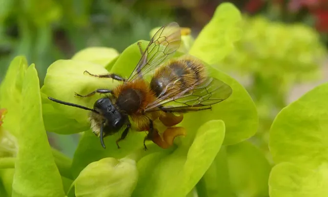 Bij op bloem