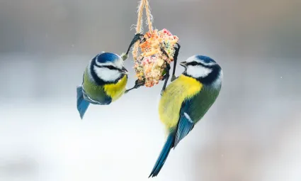Twee Pimpelmezen hangend aan een vetbol
