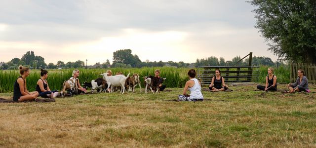 Deelnemers doen yoga tussen nieuwsgierige geitjes op het grasveld van Boerderij de Boerinn in een landelijke omgeving tijdens de zomer.