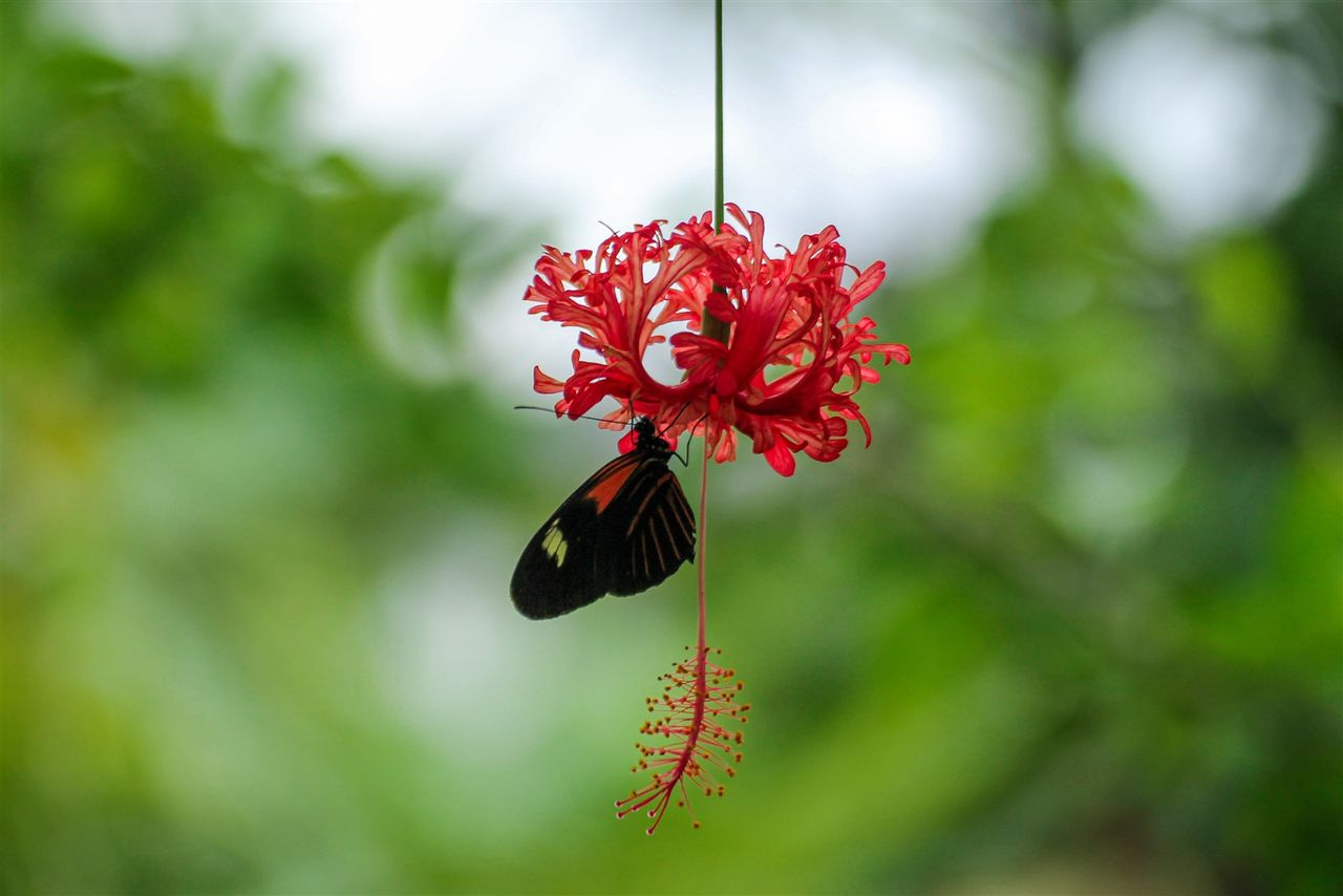 Een foto waarbij is ingezoomd op een vlinder op een rode plant.