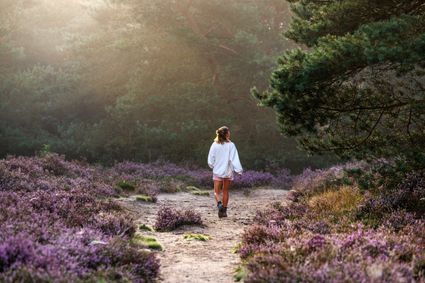 Heide wandeling De Ginkel