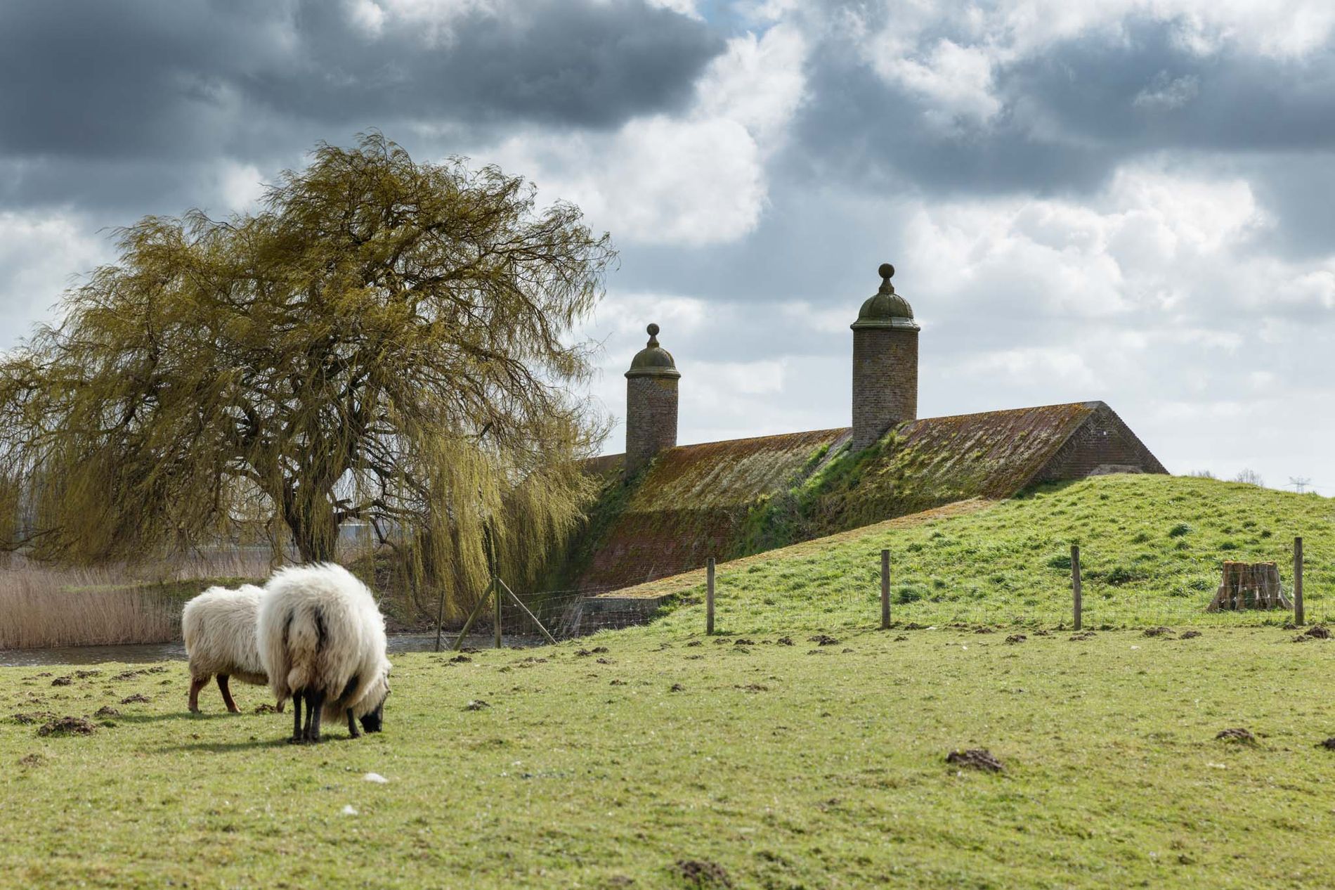Grazende schapen bij Stenen Poppen