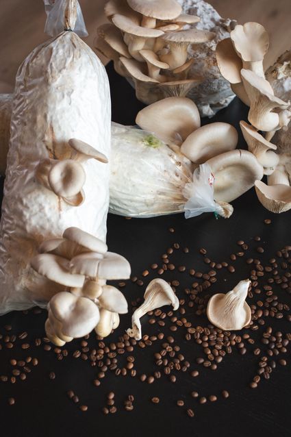 Afbeelding van gekweekte champignons, lokaal uit Leiden