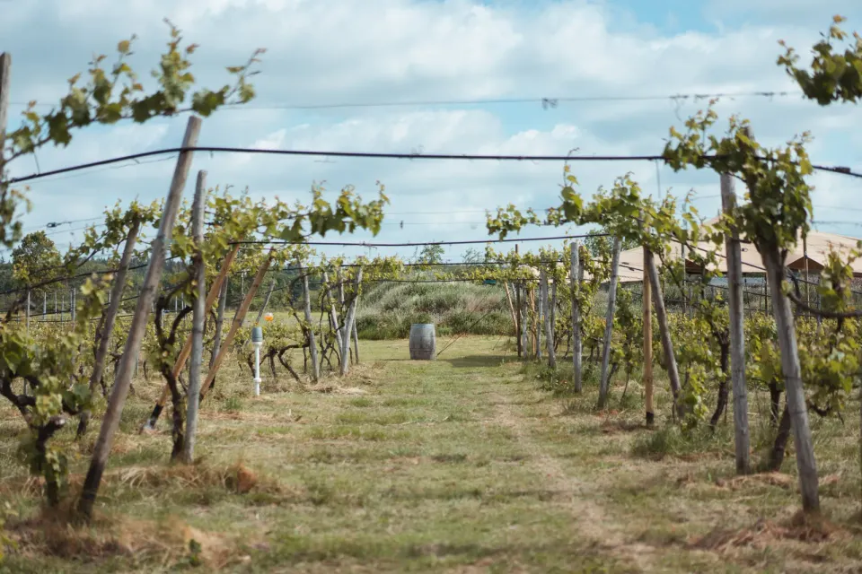 Wijngoed Havelte in Zuidwest-Drenthe