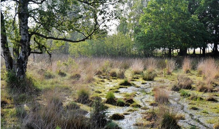 Natuur Ommerschans