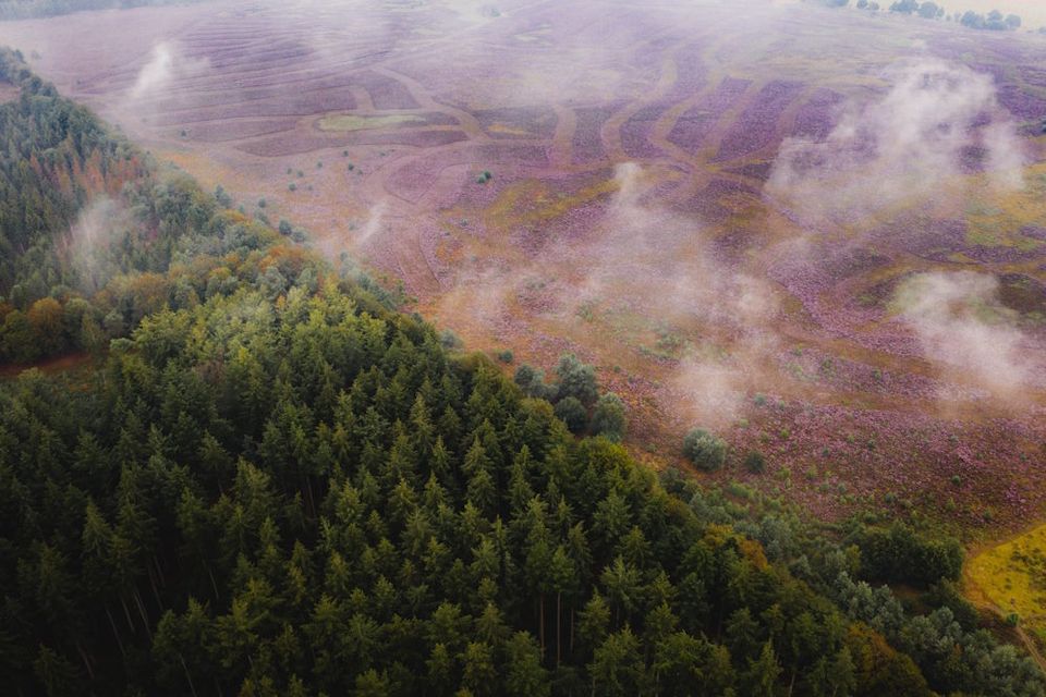 Drohnenaufnahme von Wald und blühender Heide im Nationalpark Dwingelderveld.