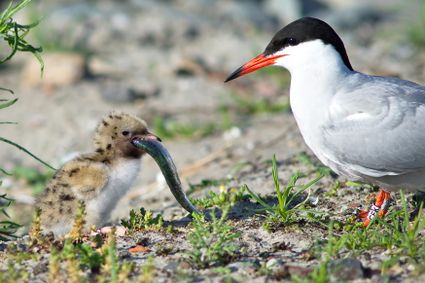 Nederland krijgt er een nieuwe eilandengroep bij: Marker Wadden. In het Markermeer verrijst een archipel van natuureilanden. Marker Wadden zorgt ervoor dat de natuur in het gebied weer opleeft. Hier ontstaat een natuurparadijs voor vogels, vissen en mensen.