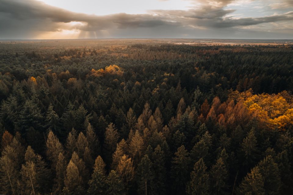 Ein Wald von oben mit herbstlich gefärbten Baumkronen.
