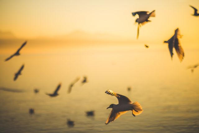 Vogels lucht