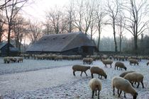 Schapen in de sneeuw