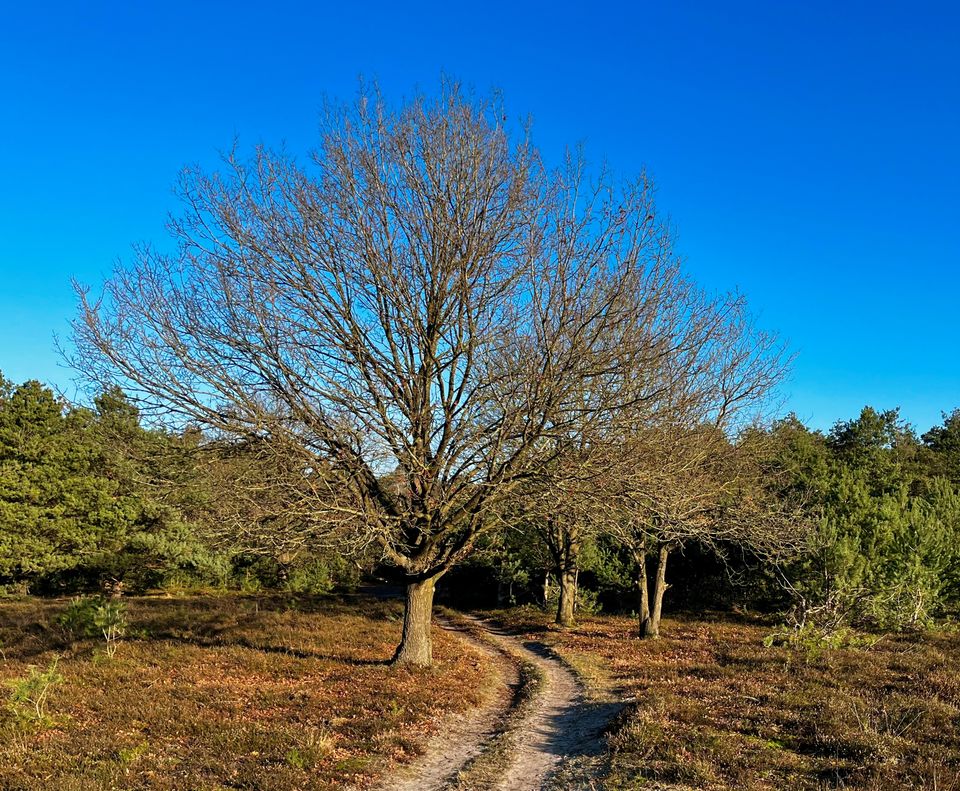 Landschapsfoto van een smal zandpad dat door een heideachtig gebied loopt. In het midden staat een grote boom zonder bladeren, omringd door lage struiken en naaldbomen. Boven het landschap is een heldere blauwe lucht zichtbaar.