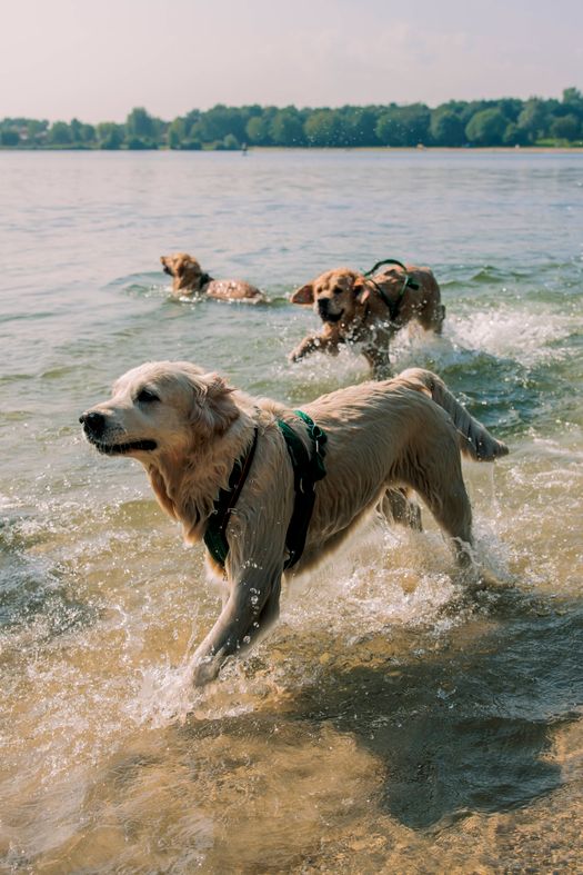 Honden rennen in het water