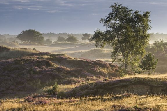 Drents Friese Wold