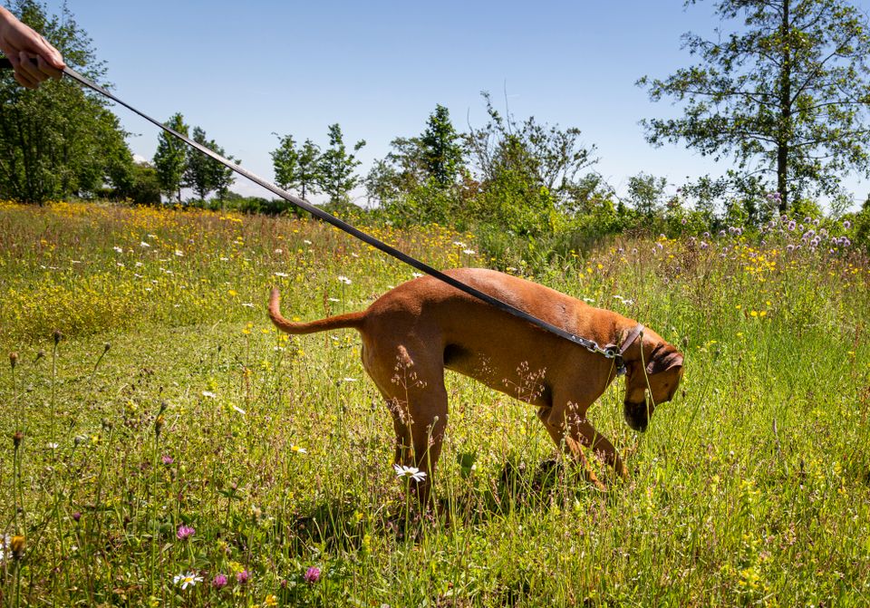 Hond aan de lijn in het gras