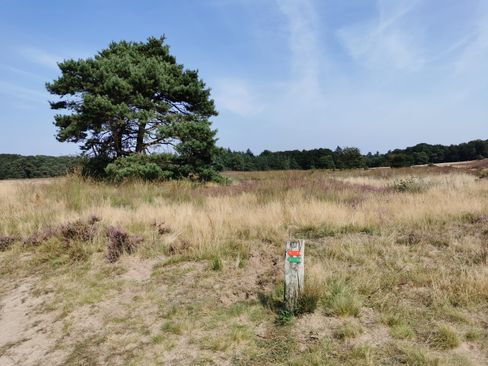 Heide gras boom wandelpaaltje