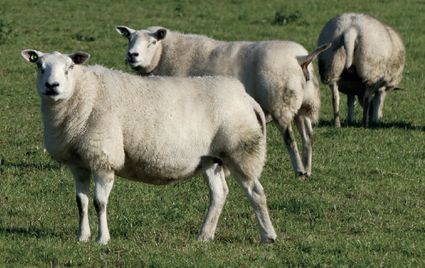 Land van Boschwandeling Aarle