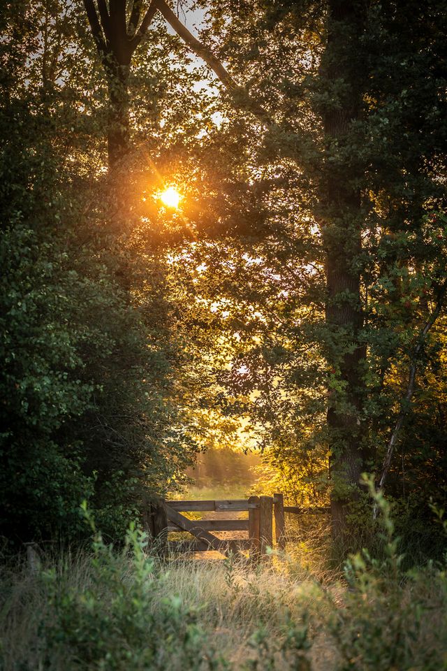 Een bosgebied met een houten poort tussen de bomen.