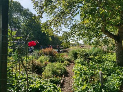 Gekleurde bloemen op Stichting de Kievit in Harmelen