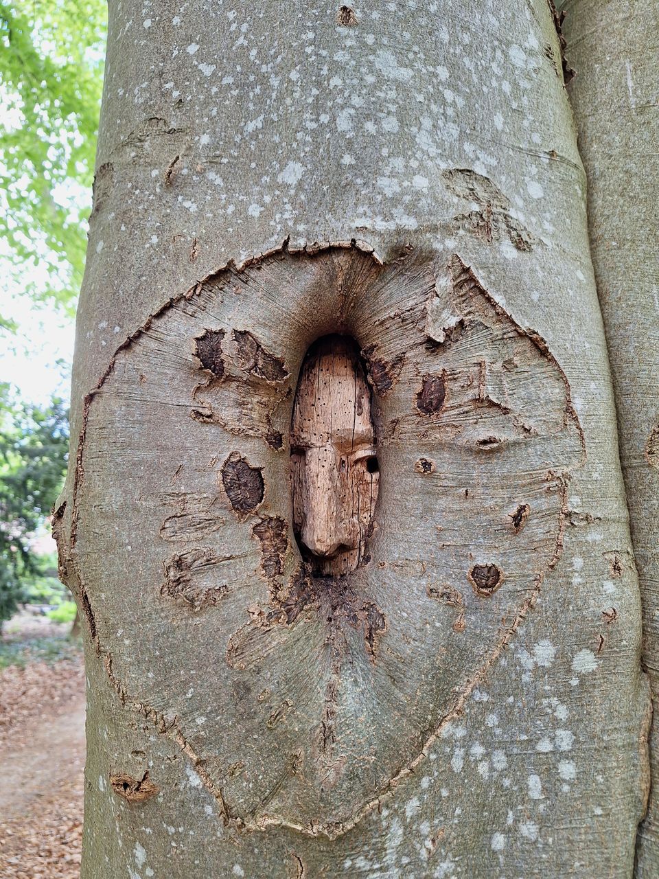 Houtkunstwerk van een gezicht in het Molenbosch