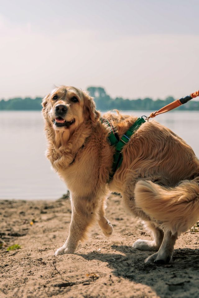 Hond op recreatiegebied