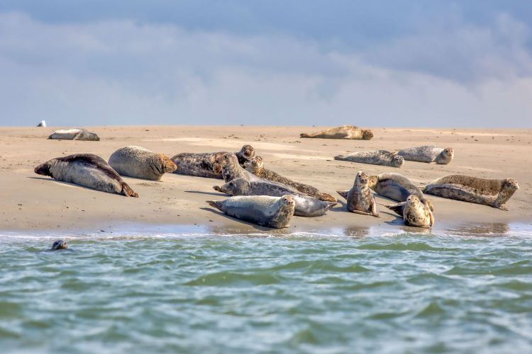Renesse zeehonden
