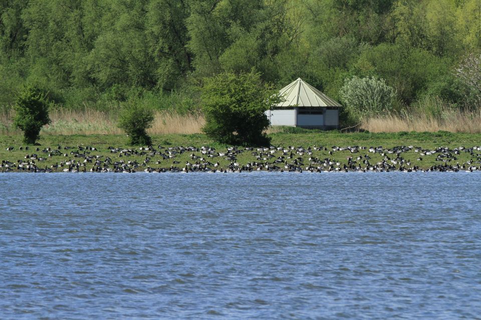 Uitkijkpunt Krakeend in de Oostvaardersplassen