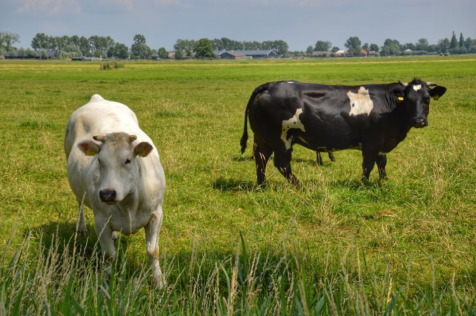 Polderlandschap met koeien in het Groene Hart, Utrechtse regio, zwartbonte en witte koe in een groene weide tussen graslanden en boerderijen, karakteristiek Nederlands landbouwlandschap.