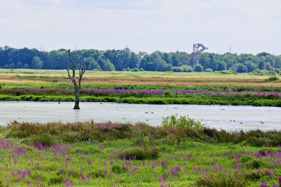 De Onlanden met uitkijktoren.