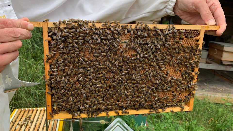 Bijen en honing Imkerij Achter 't Duunhek