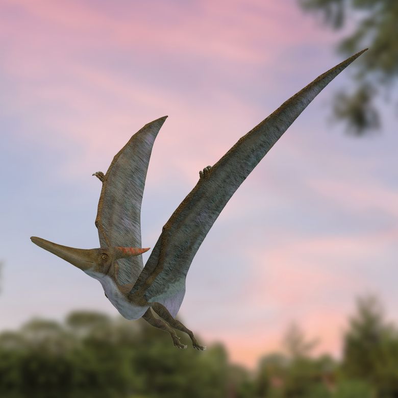 Pterodactylus im AquaZoo