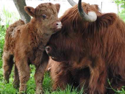 een schotse hooglander met een kalf in het rasterhoffpark in sneek