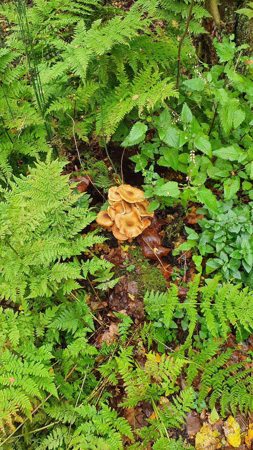 paddenstoelen in het heempark