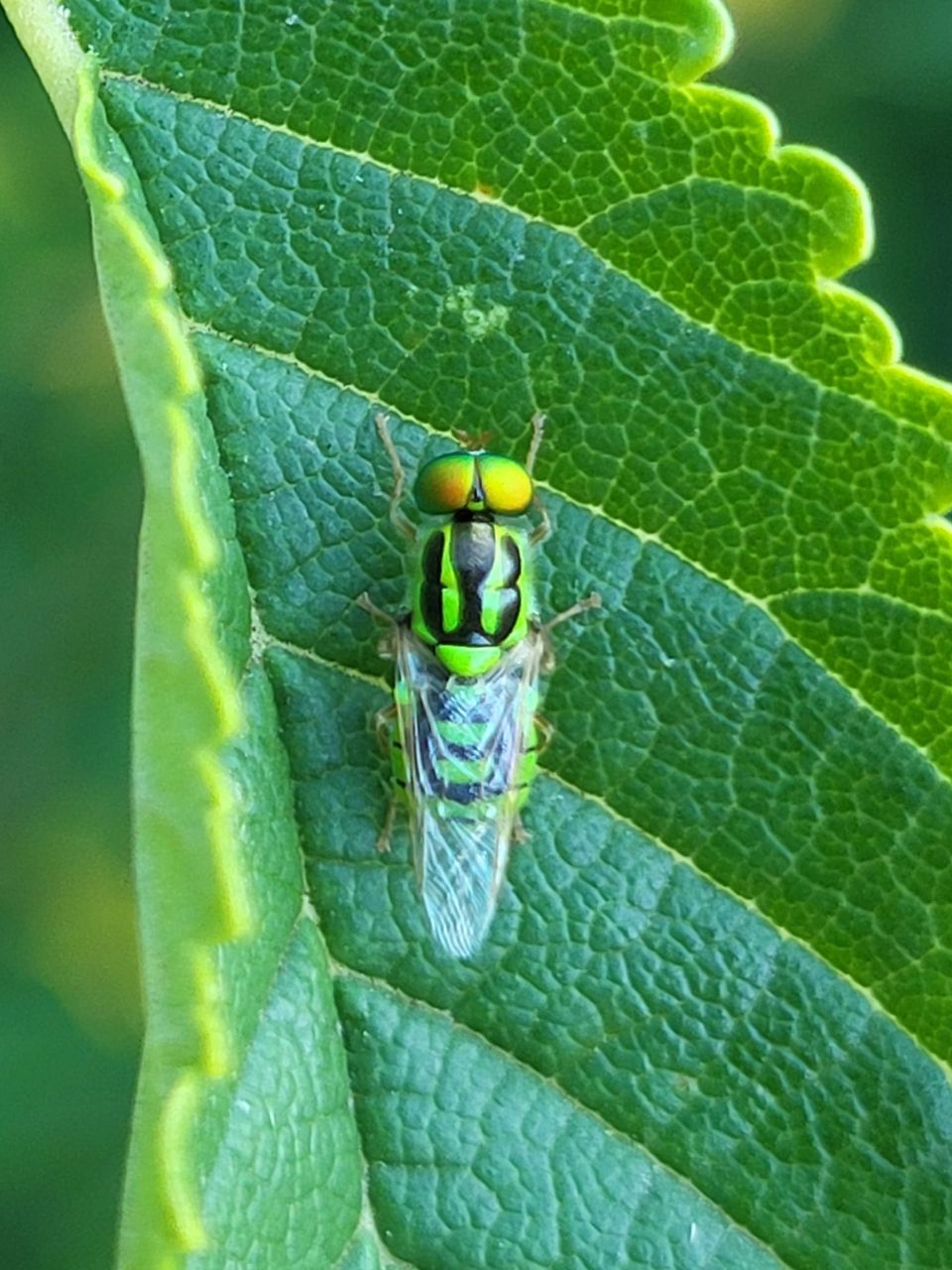 Foto van Groen verfdrupje tijdens de insectensafari