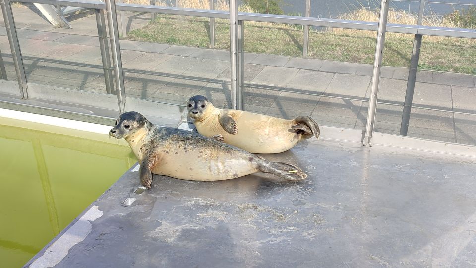 Zeehonden in het buitenbad bij A Seal in Stellendam