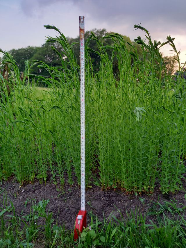 Zaai je eigen vierkante meter vlas!