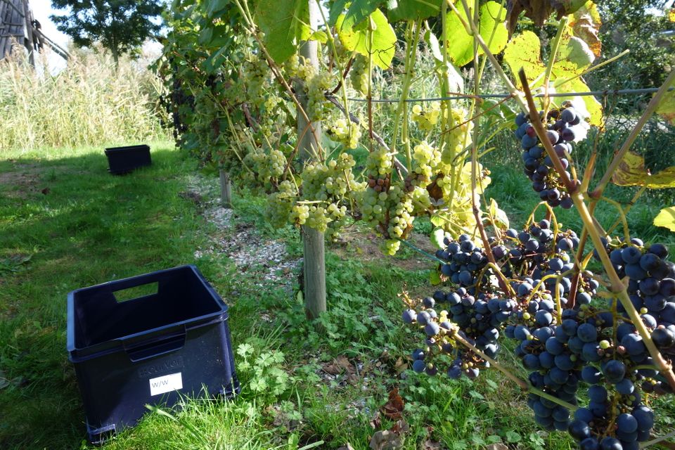 Druiven aan de stok tijdens de oogst