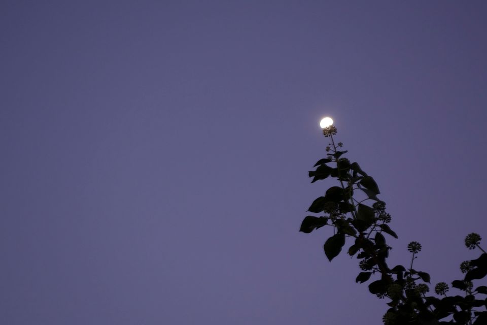 Reeks 'het Ommetje' de maan ligt op een blad