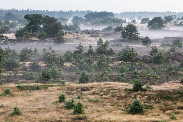 Drents Friese Wold