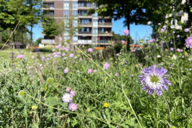 Tuinen voor appartementencomplex Hilversum