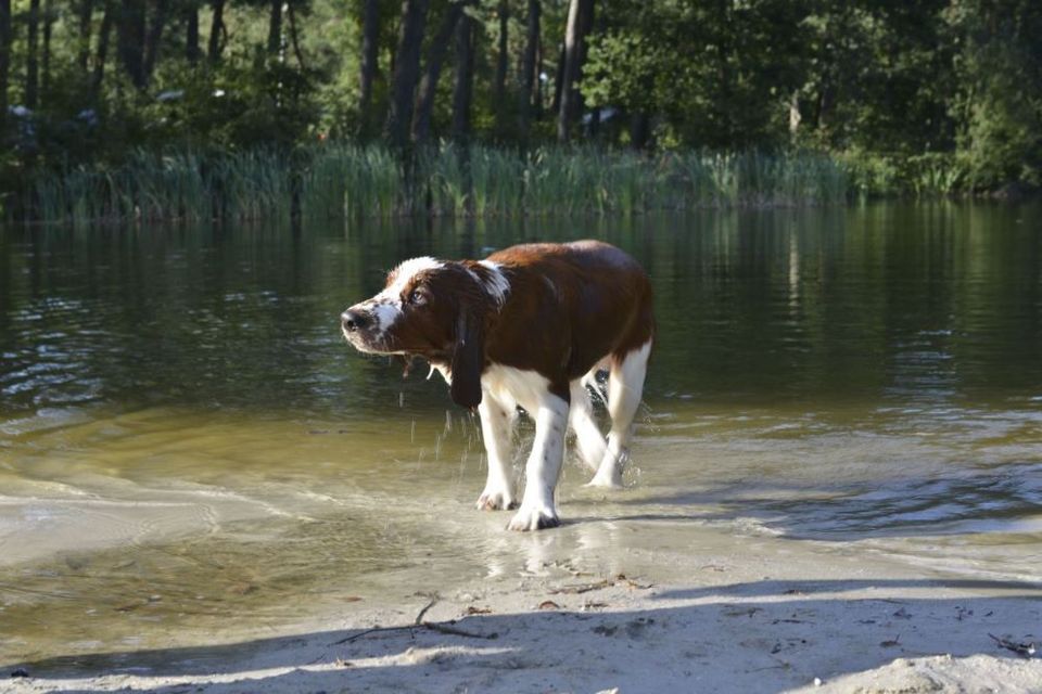 een hond loopt uit een meer