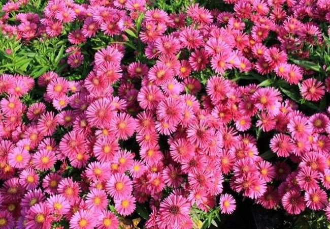 Bloemen