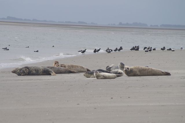 Zeehondentocht Engelsmanplaat