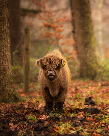 Een Schotse hooglander