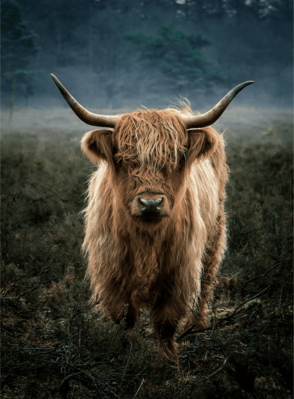 Een Schotse hooglander in Boswachterij Gees