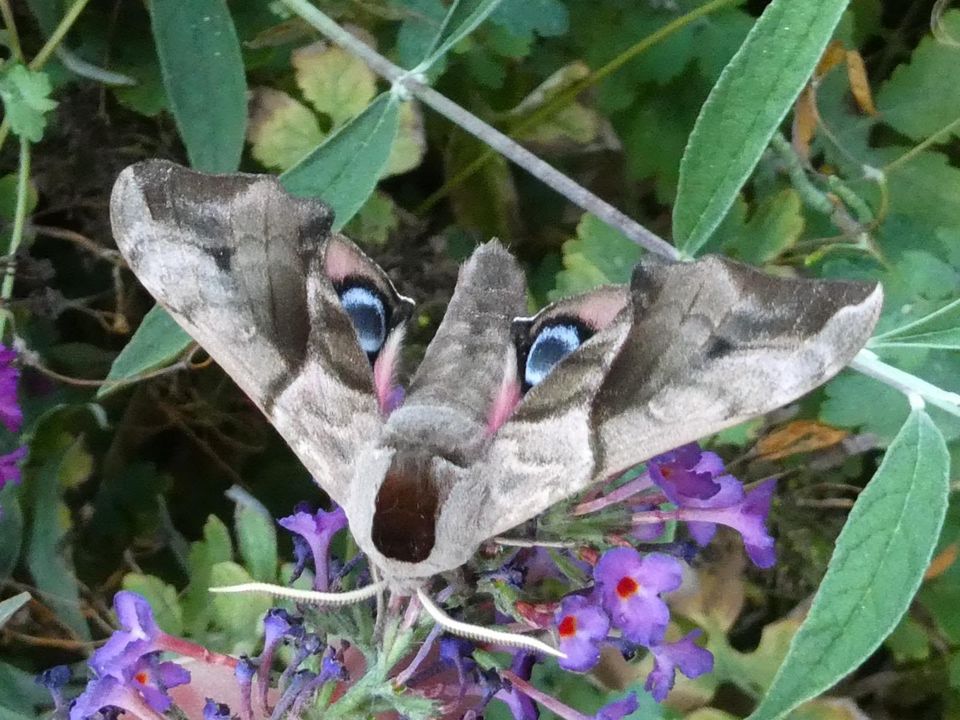 Nachtvlinder tijdens de Nacht van de Verwondering, zittend op paarse bloemen tussen groene bladeren.