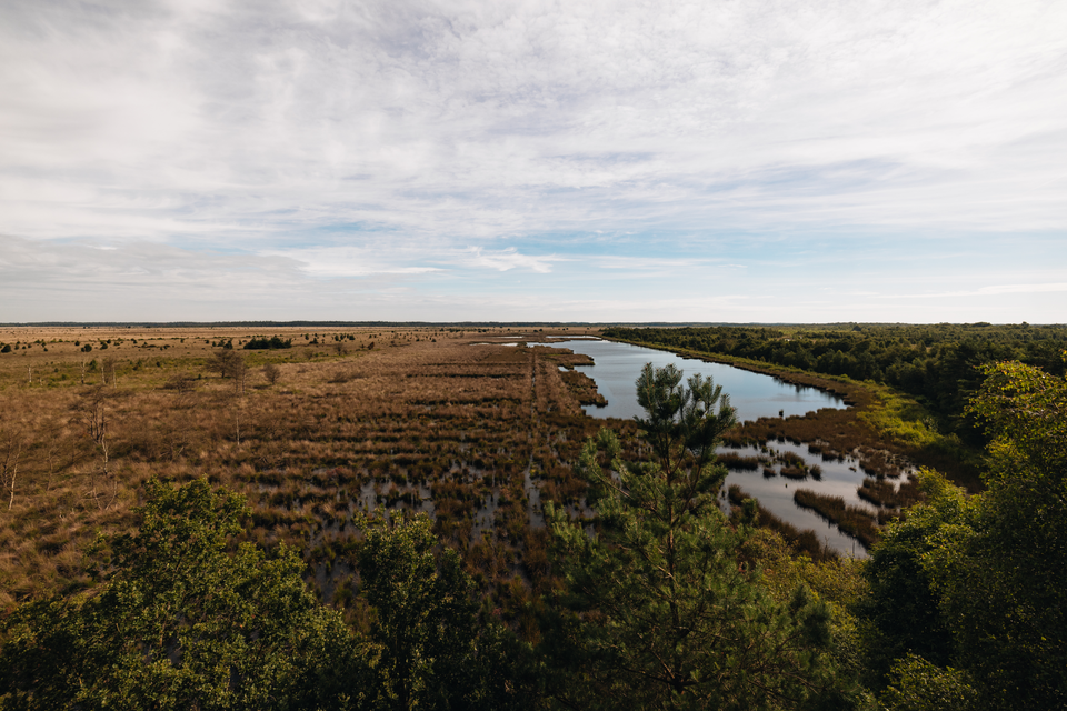 De drassige grond van natuurgebied het Fochteloërveen.